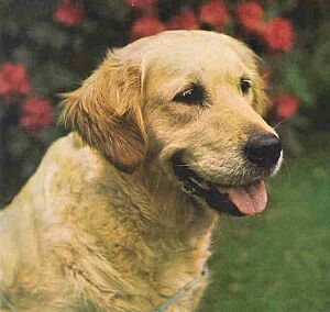 retriever1.jpg